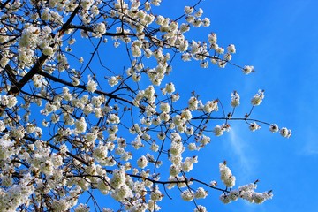 cherry blossom in spring