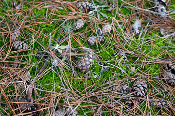 bumps and needles on the ground, texture. Natural coniferous background.