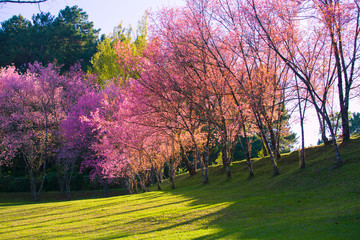 The cherry blossoms in the garden bloom beautifully in spring