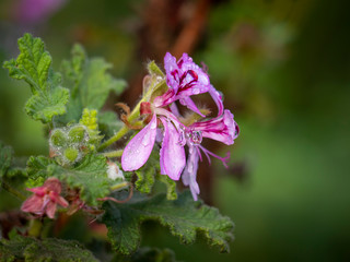 Balsam-scented geranium flower (Pelargonium panduriforme). Garden Route. Western Cape. South Africa - obrazy, fototapety, plakaty