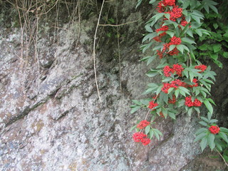 red flowers on a stone background