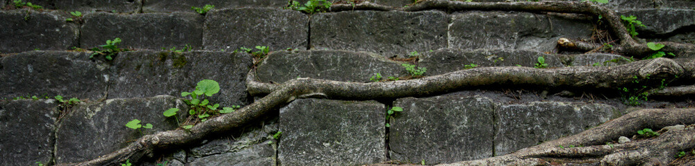 Banner of Tree root and stone with moss background.