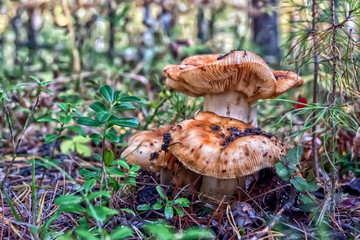 Group of mushrooms