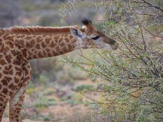 South African giraffe or Cape giraffe (Giraffa camelopardalis giraffa) browsing (feeding). Karoo, Western Cape, South Africa.