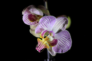 Fototapeta na wymiar branch of a beautiful orchid on a black background