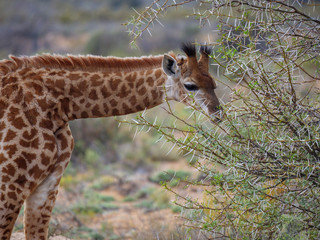 South African giraffe or Cape giraffe (Giraffa camelopardalis giraffa) browsing (feeding). Karoo,...
