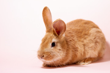 red rabbit on a pastel pink background close - up for Easter. Fluffy eared Easter Bunny on a pink background.