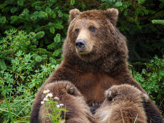 Obraz na płótnie Canvas Coastal brown bear, also known as Grizzly Bear (Ursus Arctos) nursing cubs. South Central Alaska. United States of America (USA).