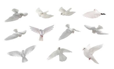 collage free flying white dove isolated on a white