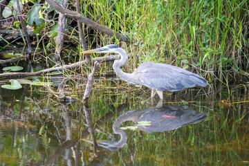 Grand Héron bleu - Floride