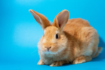 close-up of a red rabbit on a pastel blue background . The Easter Bunny