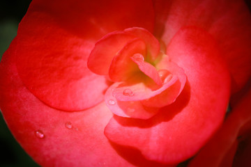 Beautiful Begonia Flower Close-up with Rain Drops 