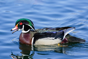 Waterfowl of Colorado. Colorful Wood Duck Floating in a Pond.