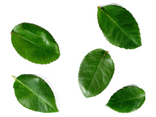 green leaves isolated on white background. top view