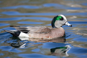 Waterfowl of Colorado. Colorful American Wigeon Floating in a Pond.