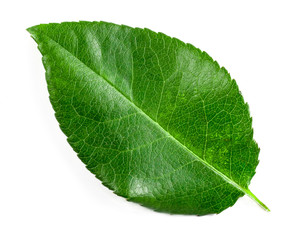 Obraz premium green leaf on a white background. top view
