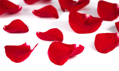 Red rose petals on white background, top view.