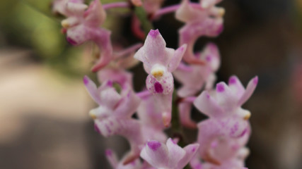 Tiger Nail Orchid with the Latin name Aerides odorata Lour
