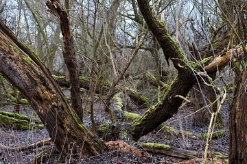 Danube forest in winter, Slovakia, Europe