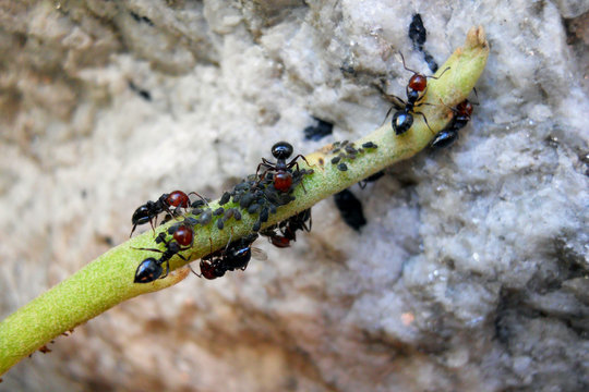 Gruppo di formiche su stelo di fiore