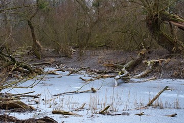 Danube forest in winter, Slovakia, Europe