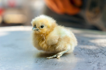 little yellow chick