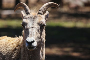 A mountain goat 