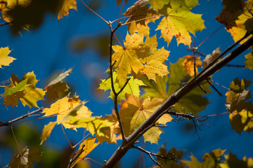yellow maple leaves in autumn