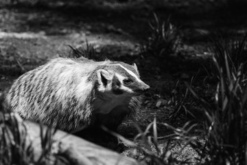 A badger in the shadows
