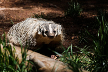 A badger in the shadows