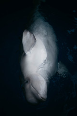white whale in water