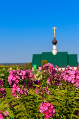Pink phlox in a garden. Orthodox church on a background