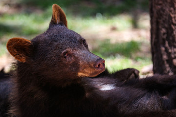 A bear cub looks at the camera