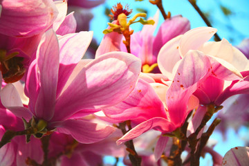 Obraz premium pink lily flowers
