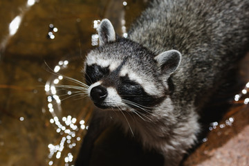 A curios raccoon in a stream