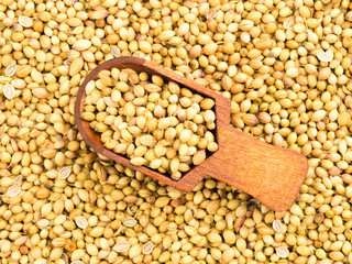 Spice coriander (Coriandrum sativum) in wooden scoop on coriander background. Organic food concept