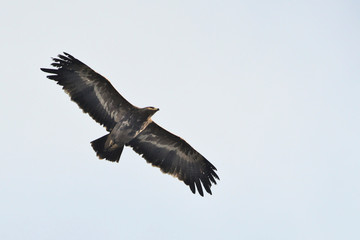 Steppe eagle (Aquila nipalensis), Crete
