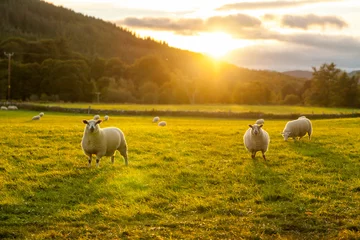 Fototapeten Schafe in einem Feld Highlands Schottland © Visualis World
