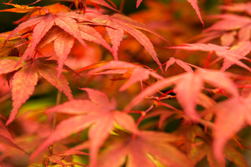 Naklejka na ściany i meble japanese maple leaves