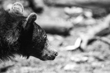 A bear looking out, black and white