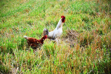 Fototapeta premium red rooster and hen