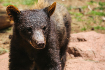 The face of a black bear cub