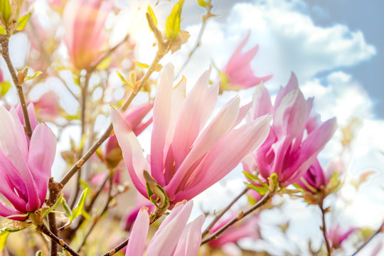 Magnolia tree flowers in front of sunny day sky with clouds.