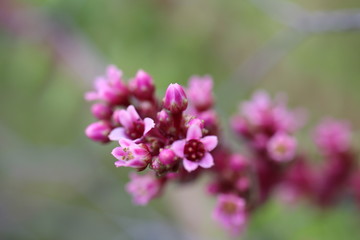pink flowers in garden