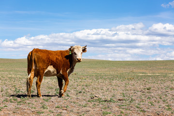 A horned cow in the Arizona desert 