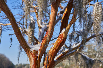 Crepe Myrtle Tree with snow
