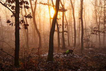 hunter dog in beautiful foggy nature alone with yellow vest