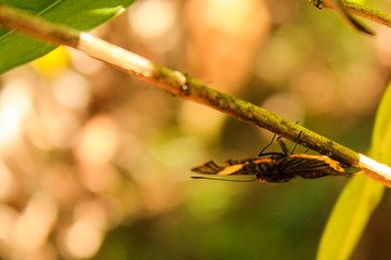 butterfly on branch