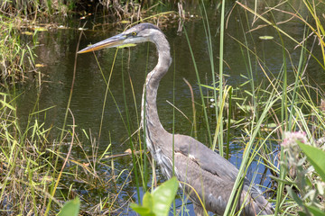 Gros plan grand héron bleu - Floride