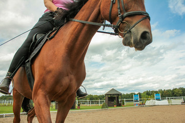 Primer plano caballo